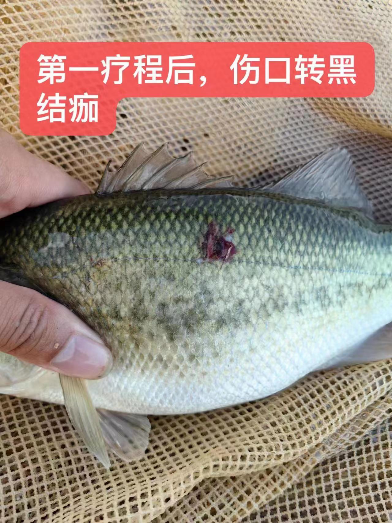 水產(chǎn)養(yǎng)殖納米銀抗菌水溶液實(shí)用反饋，效果明顯！